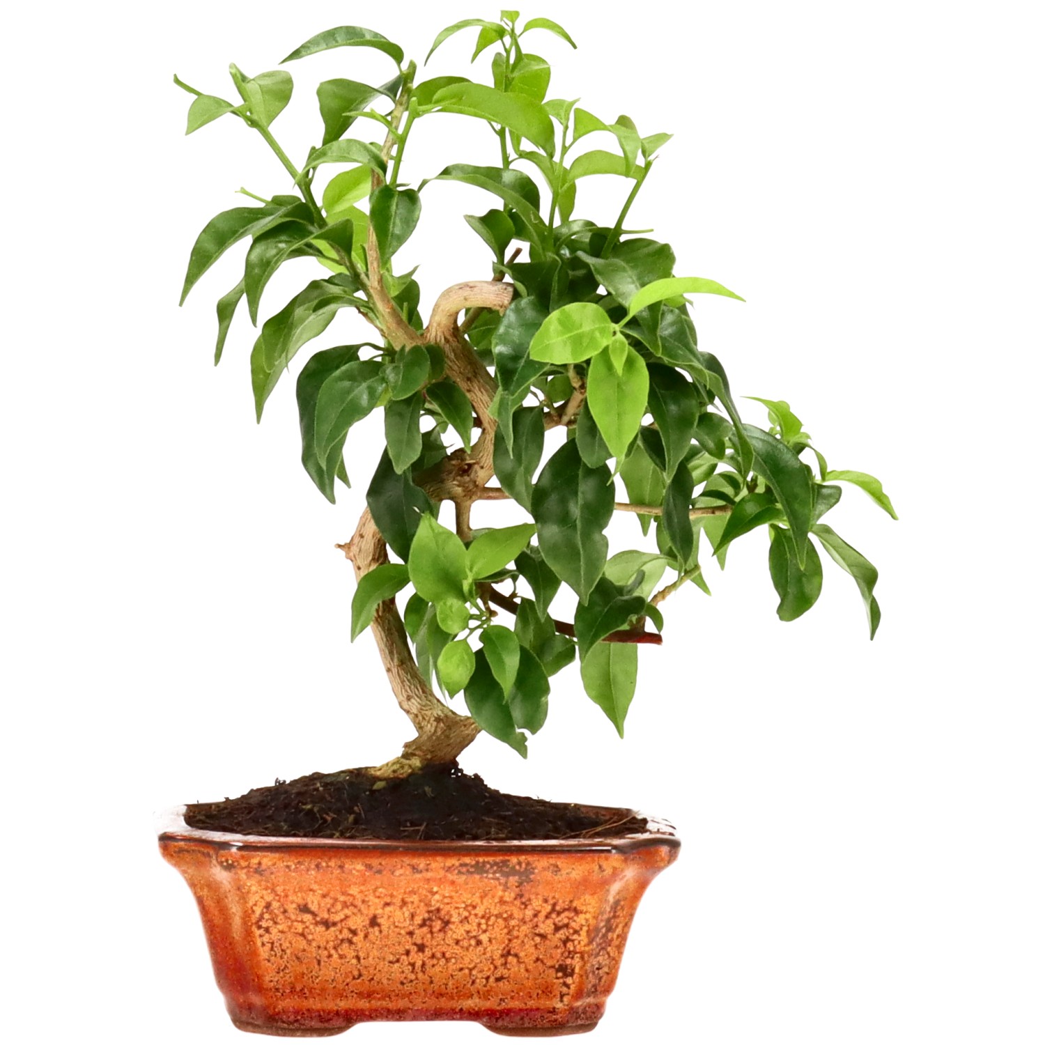 Bougainvillier, env. 8 ans (23 cm)