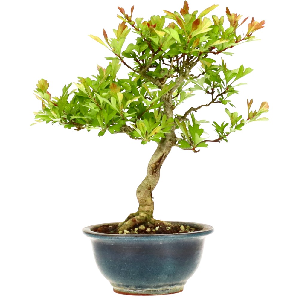 bonsai.fallbackImageTitle