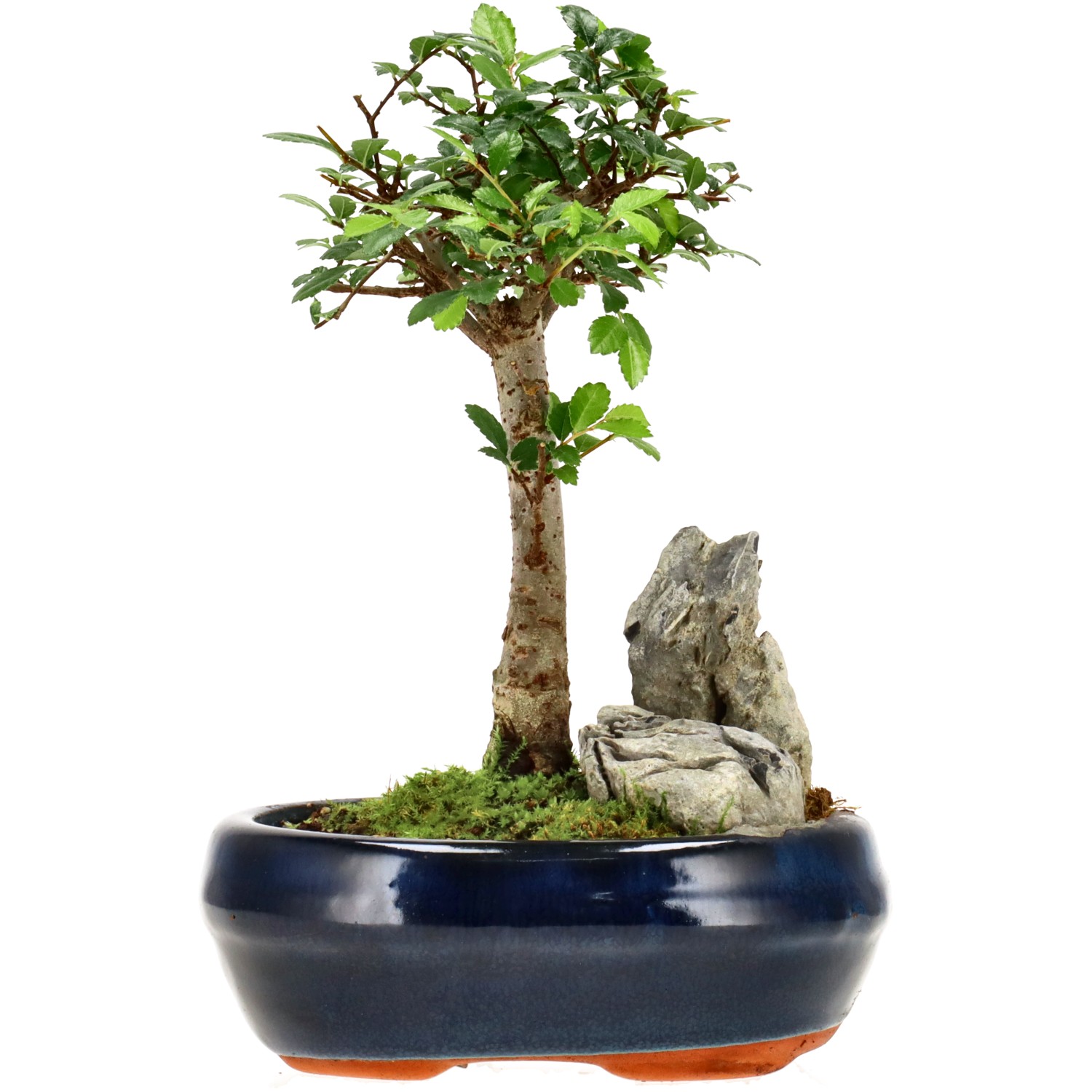 Orme de Chine, env. 6 ans (18 cm)