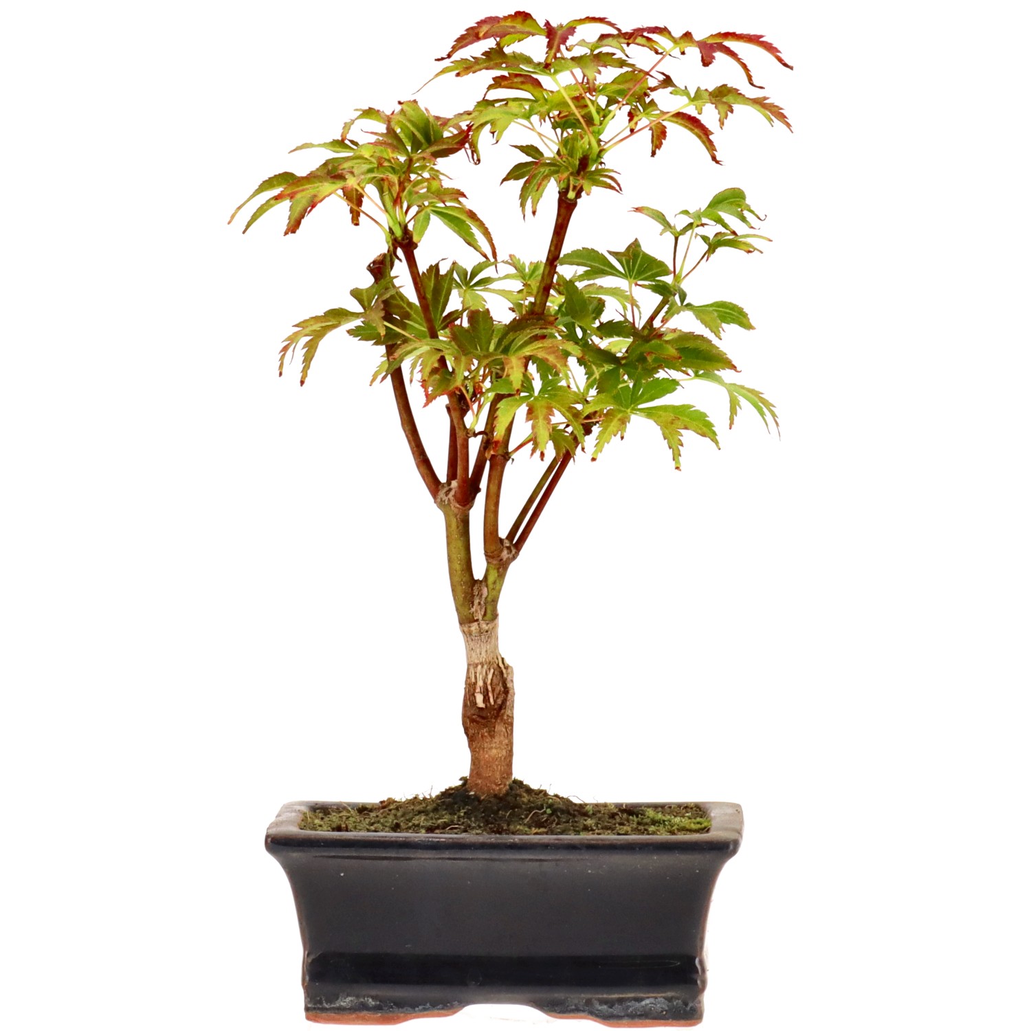 Jap. Maple (Deshojo), approx. 7 y. (24 cm)