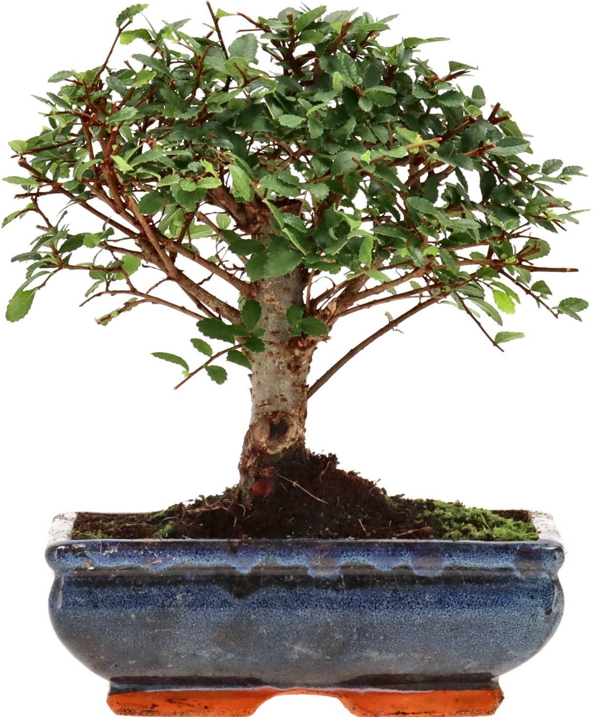 [Z005] Chinese elm, approx. 10 years
