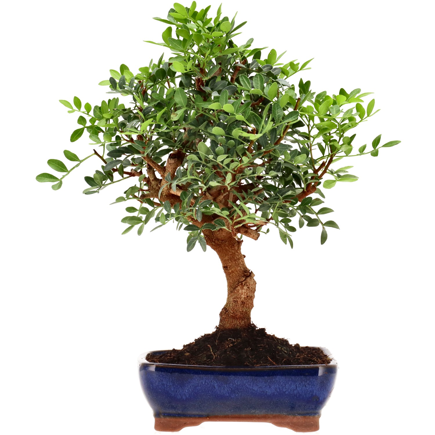 Pistacia vera, ca. 8 anni (27 cm)