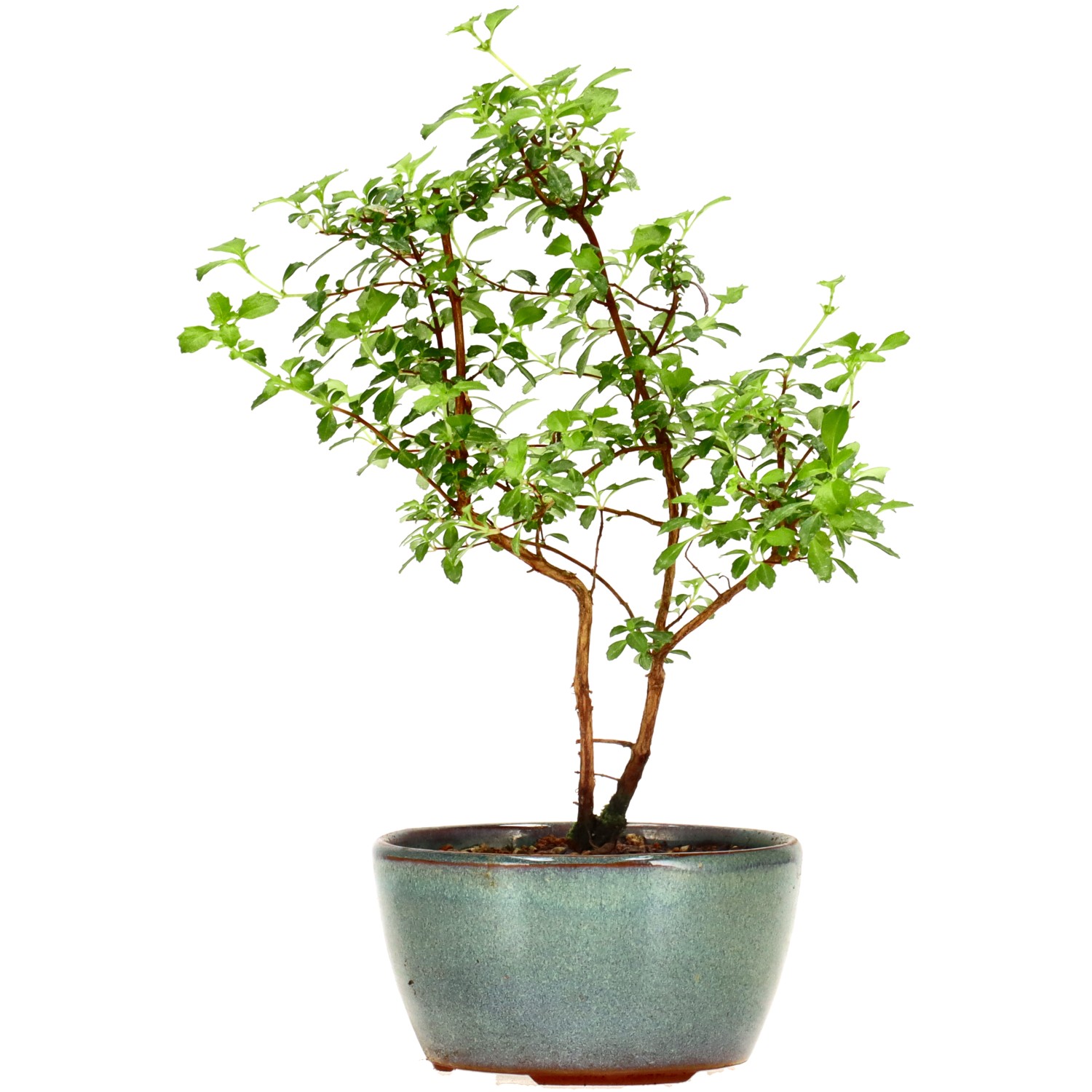 Fuchsie, ca. 2 J. (19 cm)