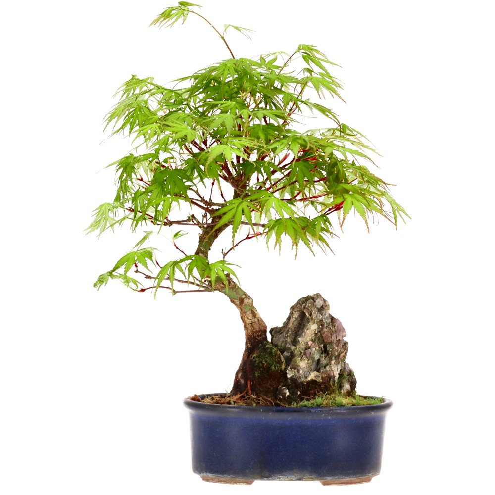 Érable palmé, env. 12 ans (28 cm)