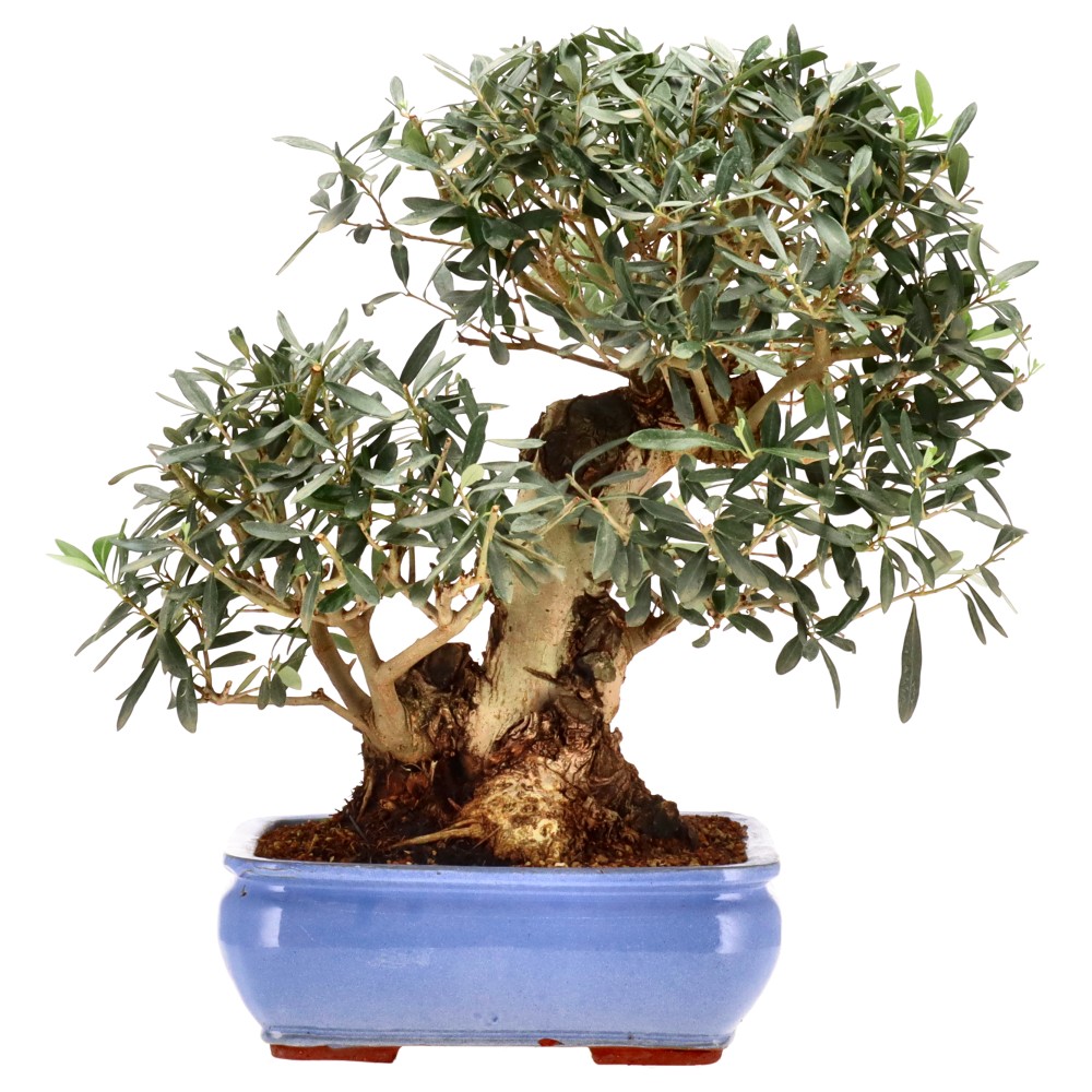 bonsai.fallbackImageTitle