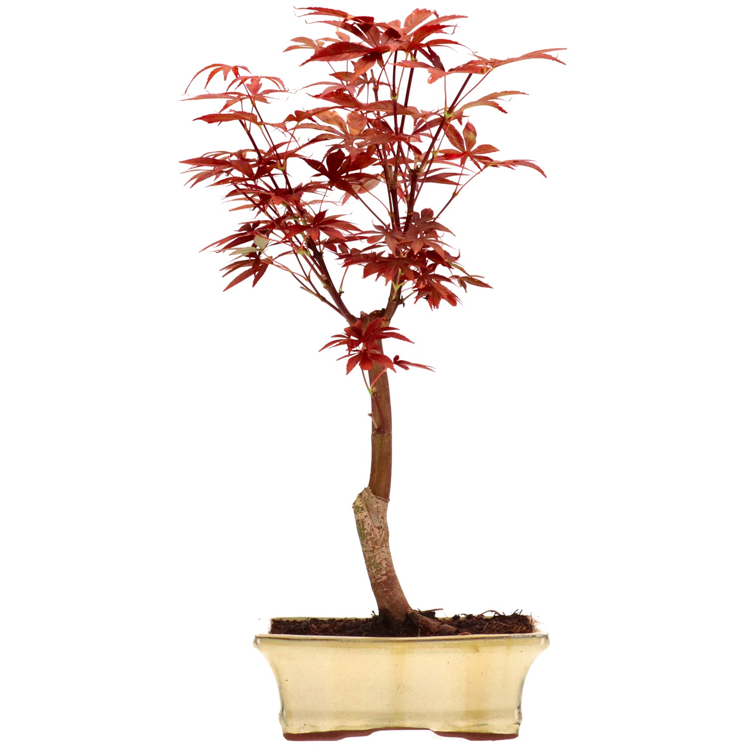 Érable du Japon (Atropurpureum), greffé, env. 9 ans (37 cm)