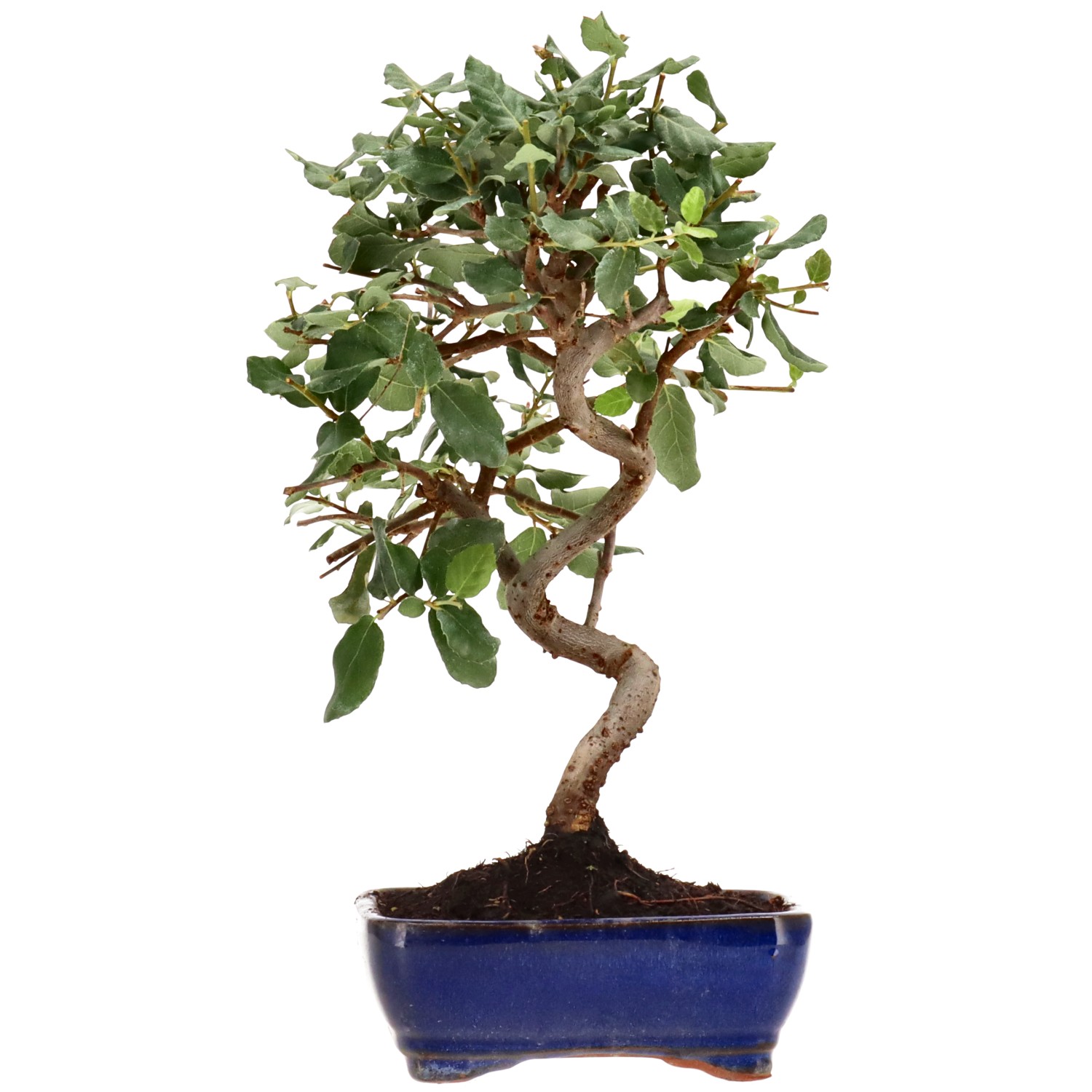 Alcornoque, aprox. 7 años (29 cm)