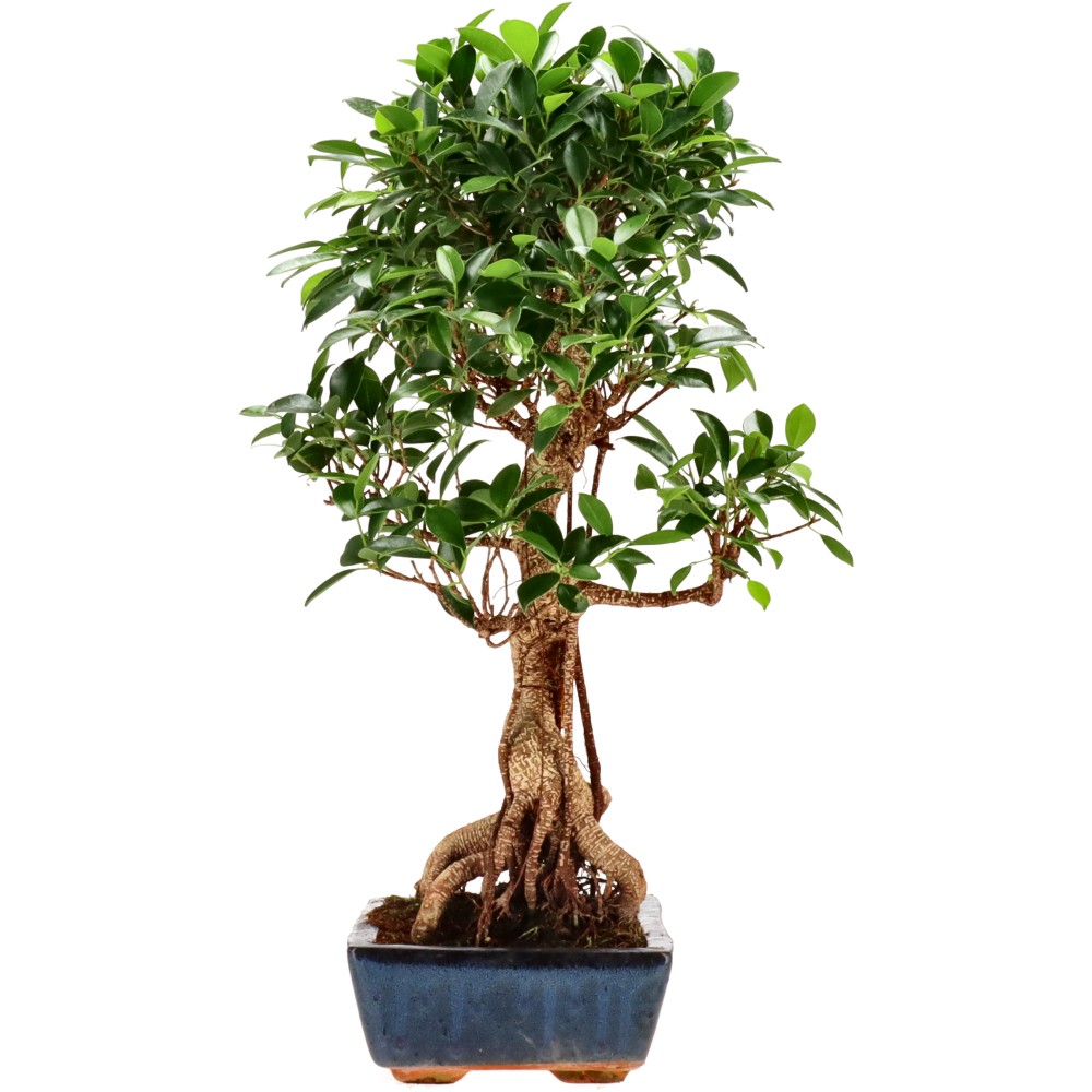 bonsai.fallbackImageTitle bonsai.fallbackImageTitle