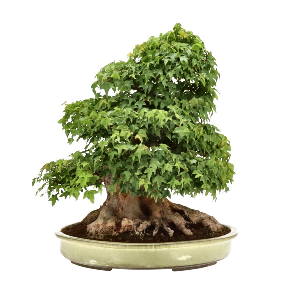 bonsai.fallbackImageTitle