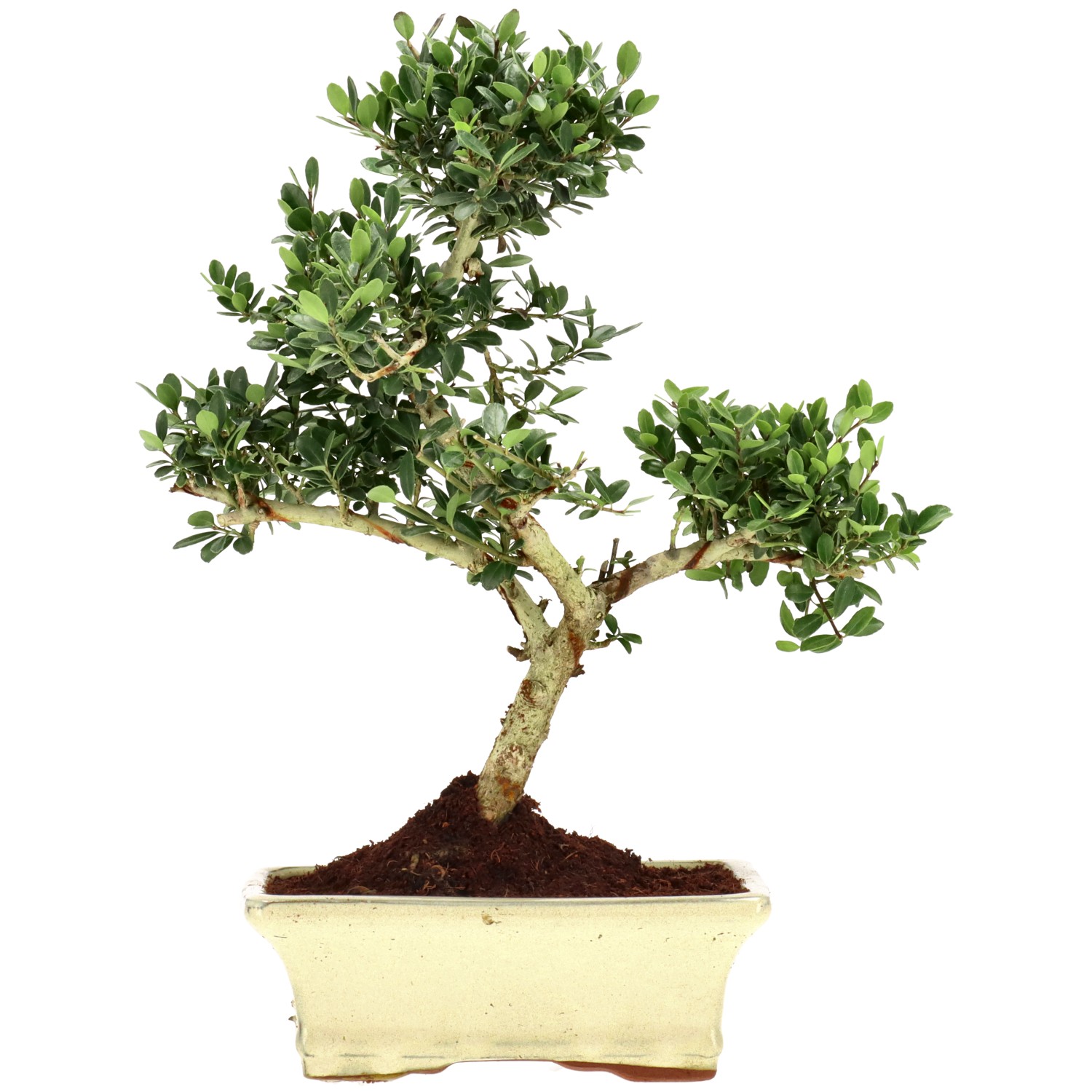 Jap. Stechpalme, ca. 9 J. (31 cm)