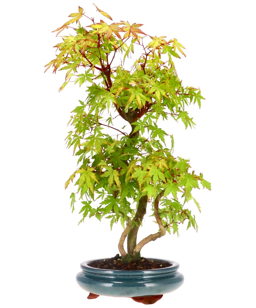 bonsai.fallbackImageTitle bonsai.fallbackImageTitle