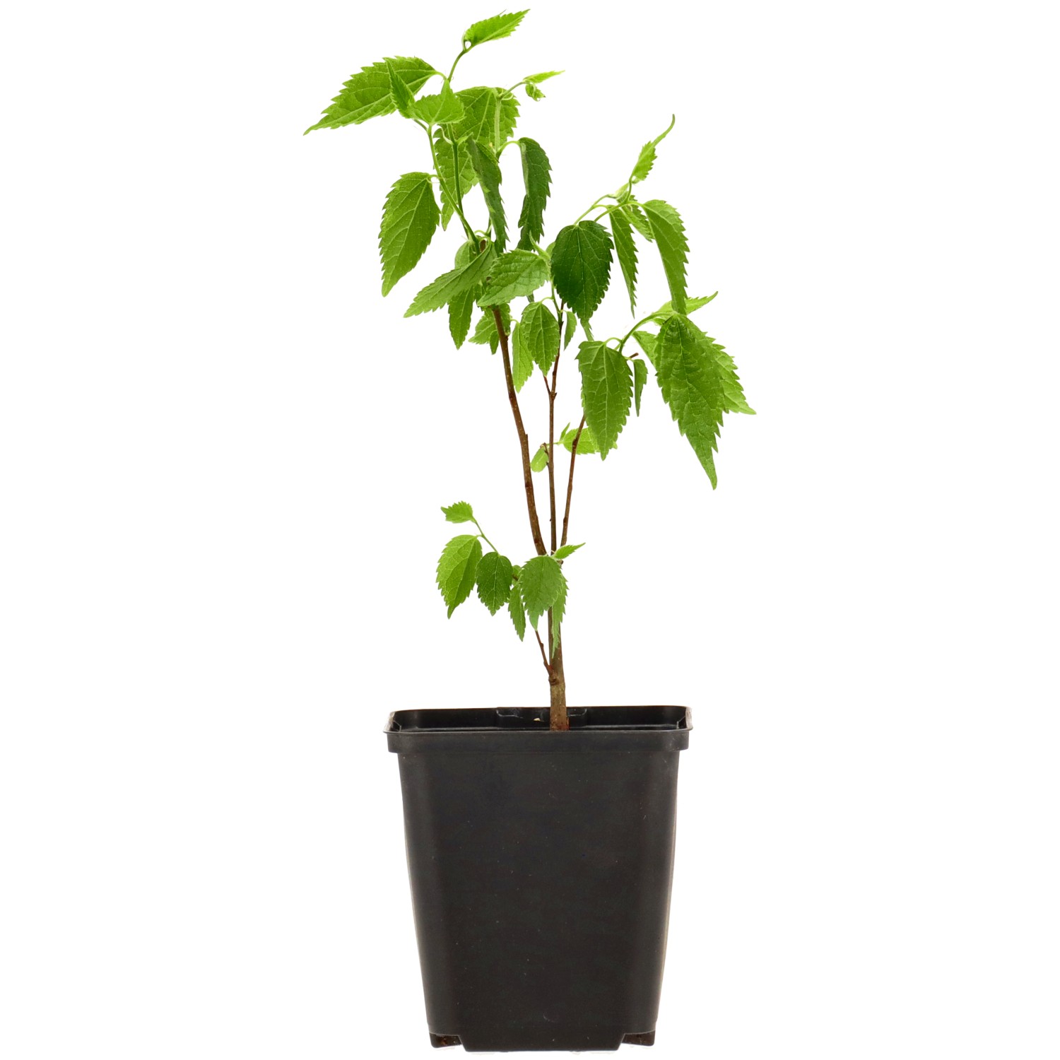 European nettle tree, ca. 25 years (25 cm)