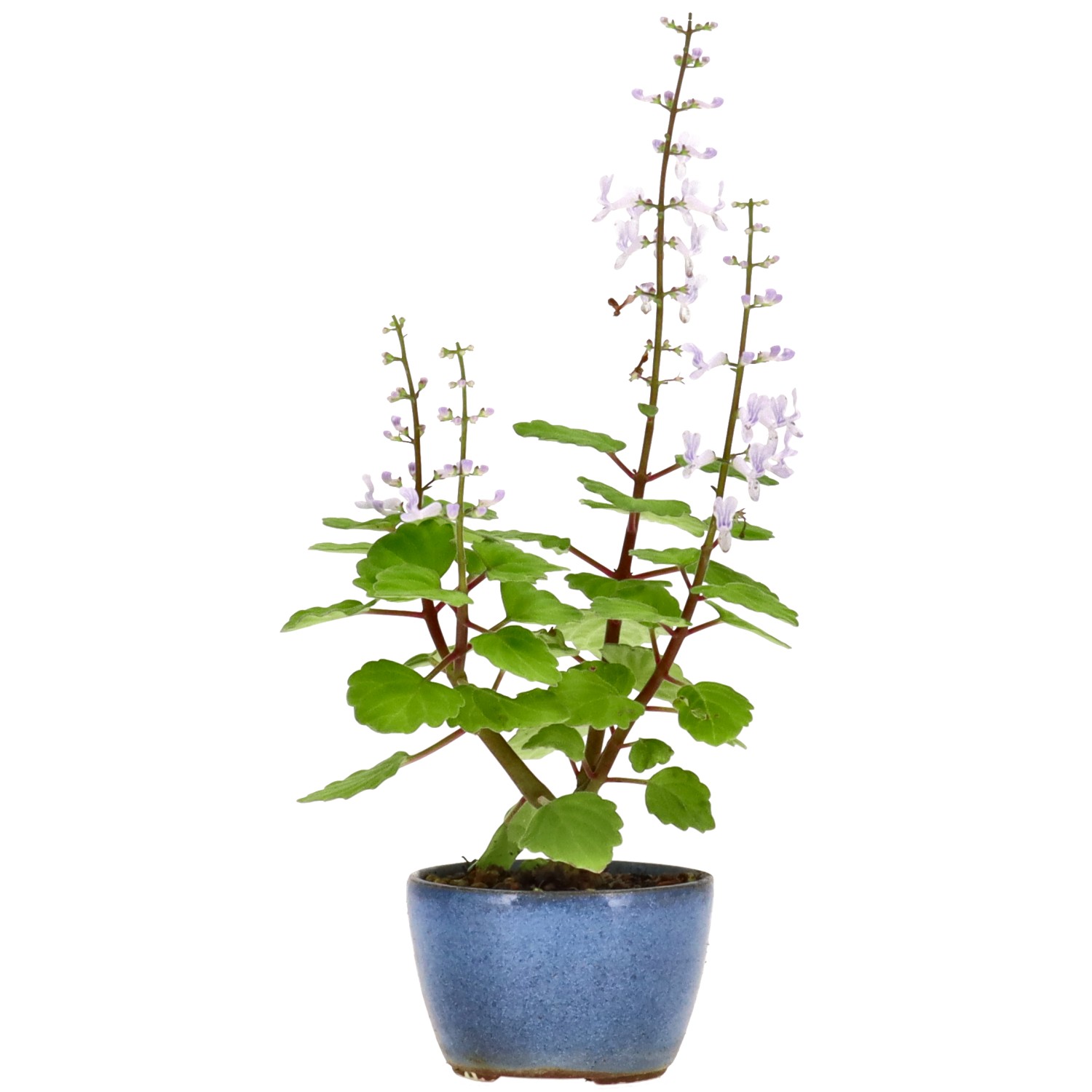 Plectranthus, aprox. 1 años (12 cm)
