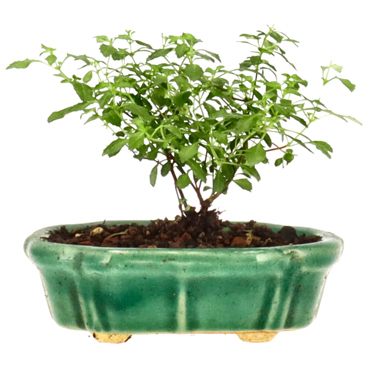 [K003] Fuchsia, approx. 1 years