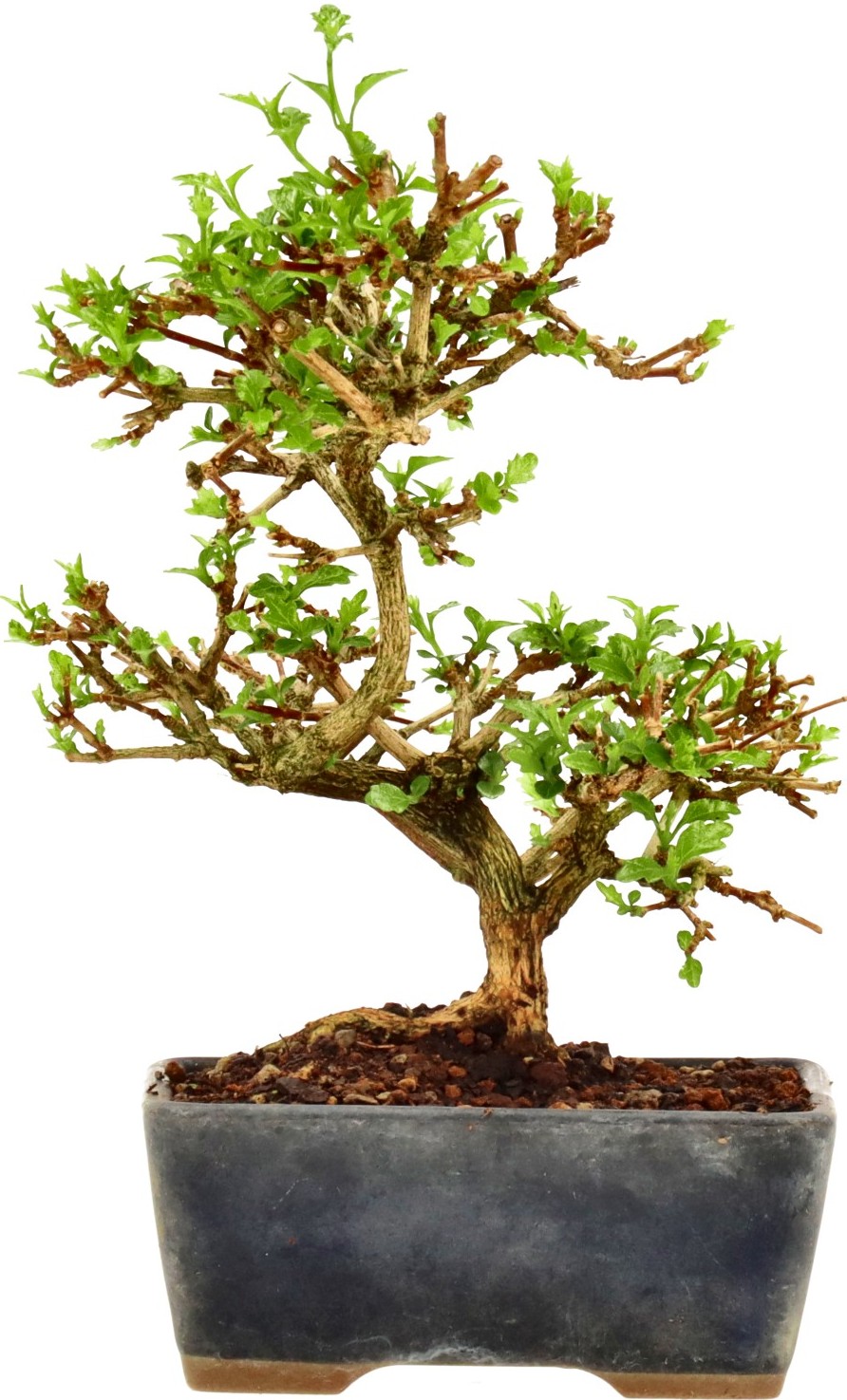 [K003] Premna japonica, env. 8 ans