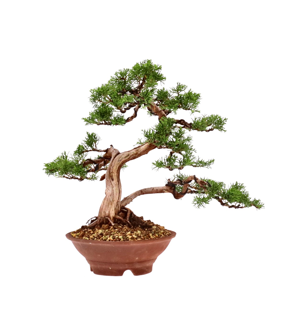 bonsai.fallbackImageTitle bonsai.fallbackImageTitle