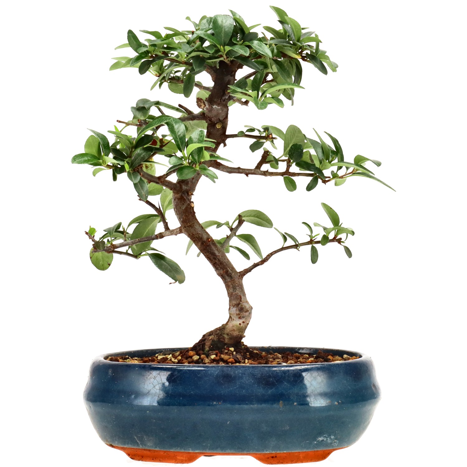 Feuerdorn, ca. 7 J. (23 cm)