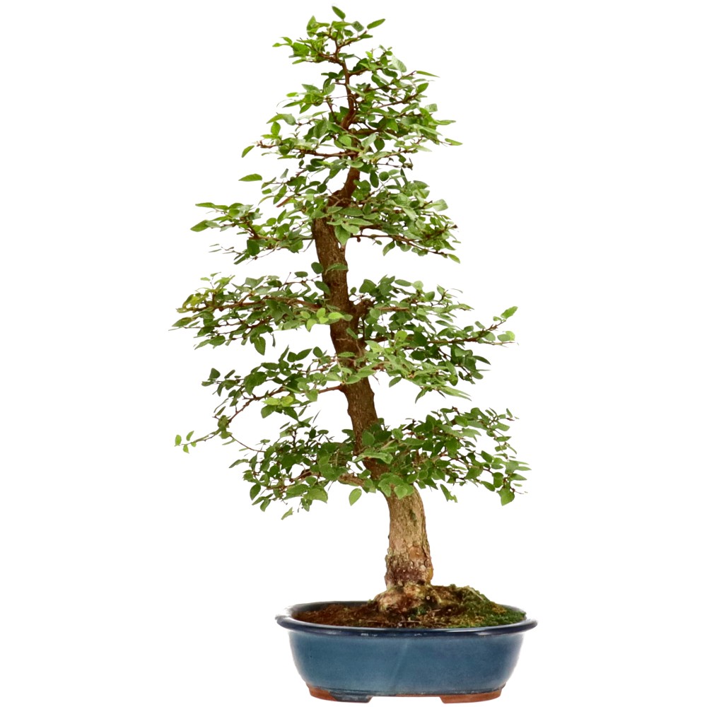 Kor. Hainbuche, ca. 30 J. (74 cm)