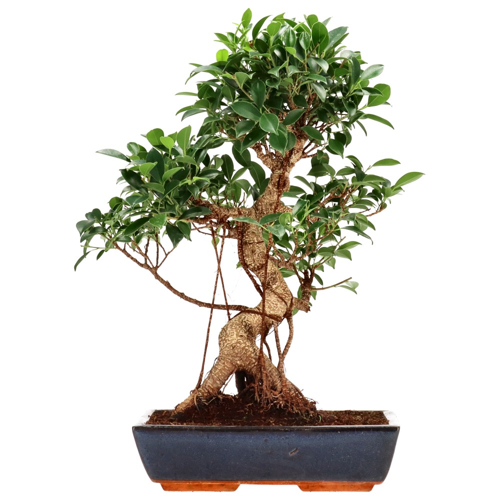 Ficus Retusa, aprox. 18 años (51 cm)