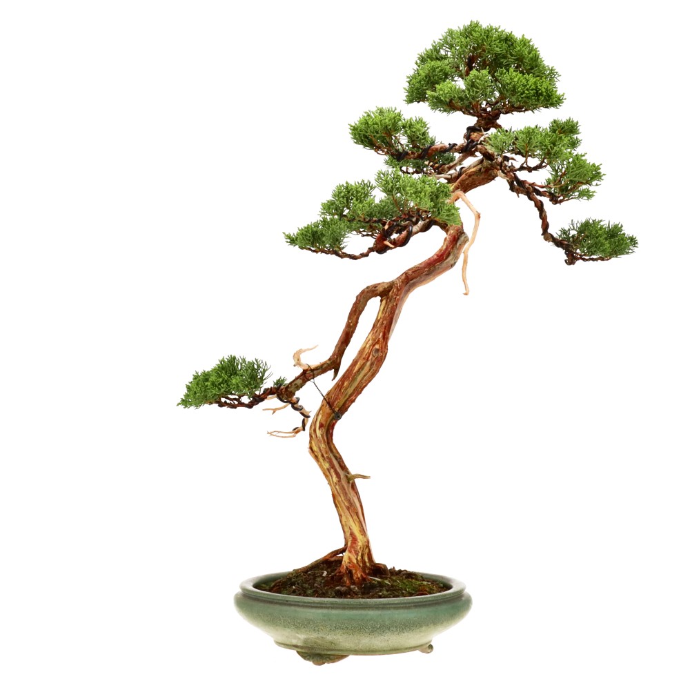 bonsai.fallbackImageTitle