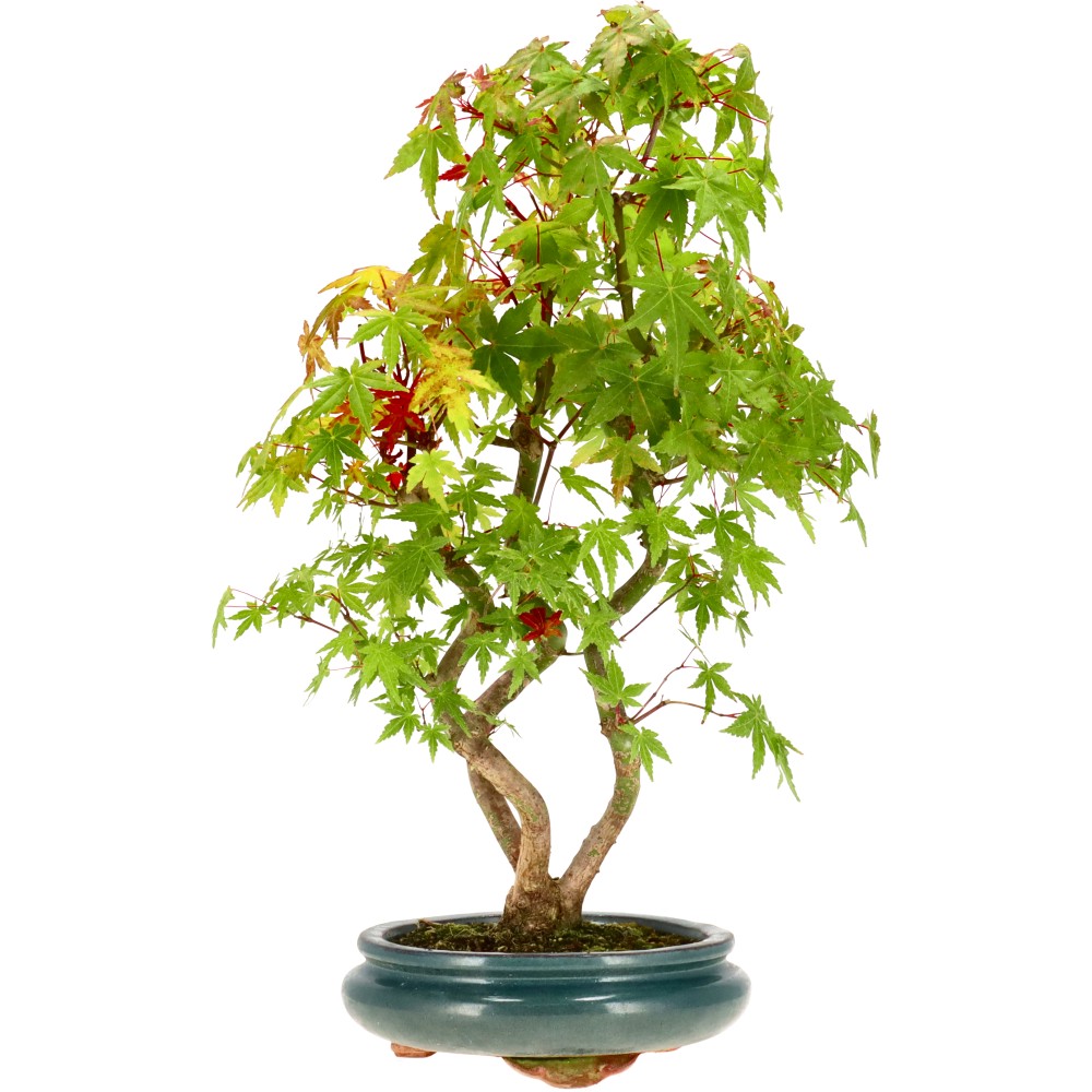Jap. Maple, approx. 9 y. (42 cm)