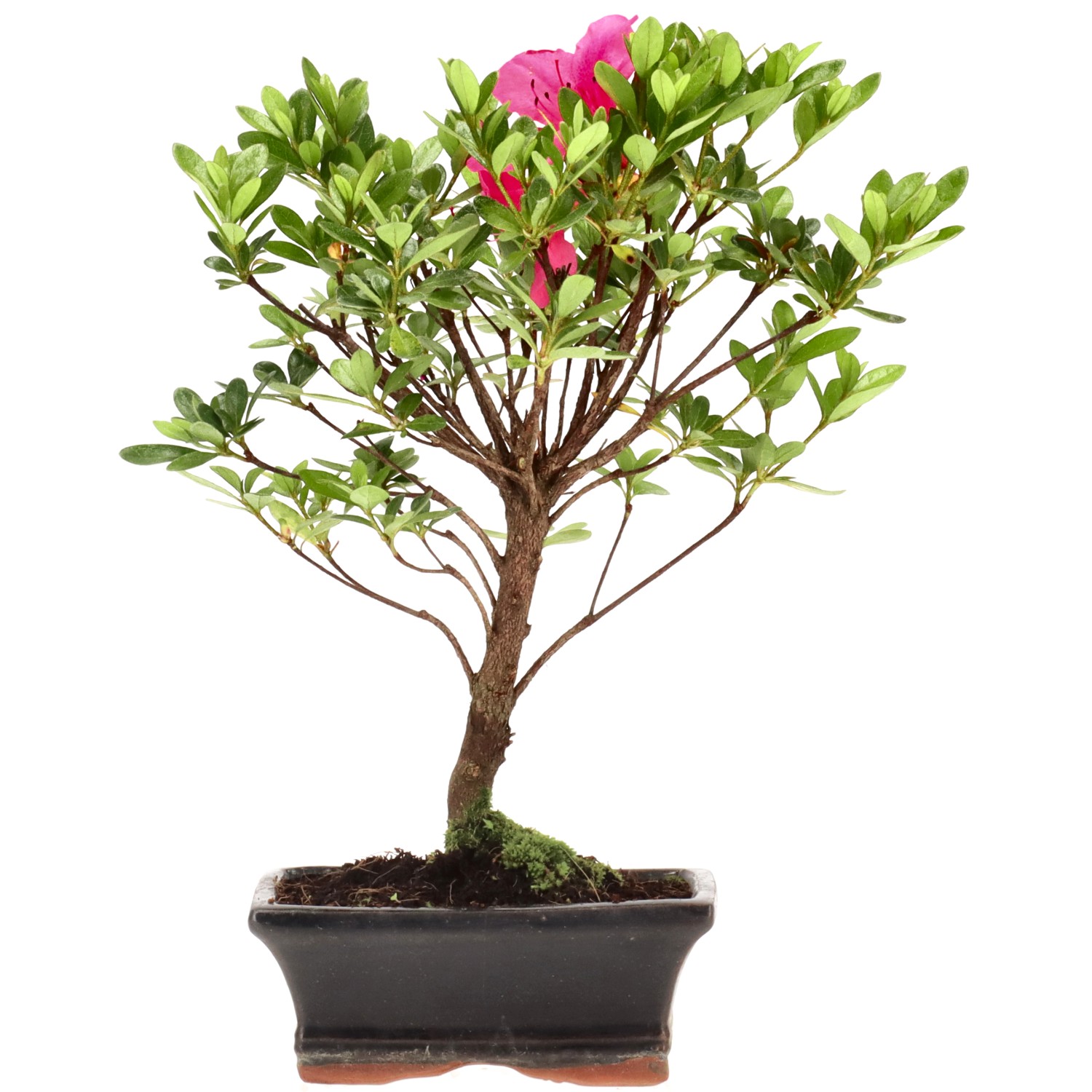 Azalée japonaise (Osakazuki), env. 7 ans (26 cm)