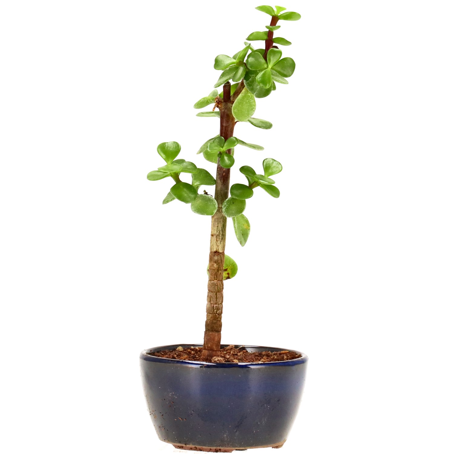 Elephant bush, approx. 2 y. (20 cm)