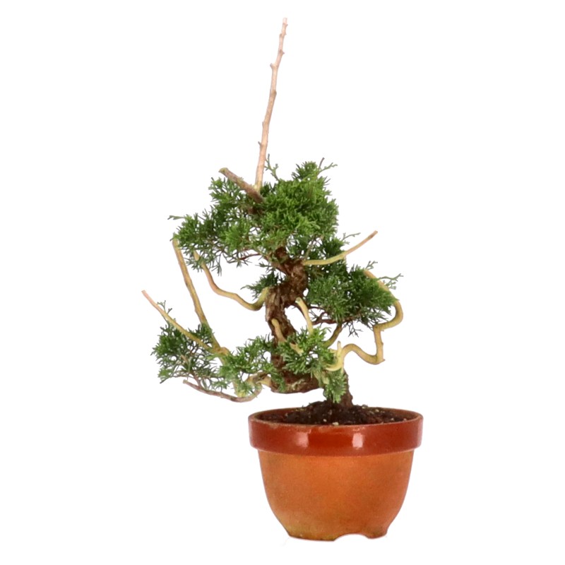 bonsai.fallbackImageTitle bonsai.fallbackImageTitle