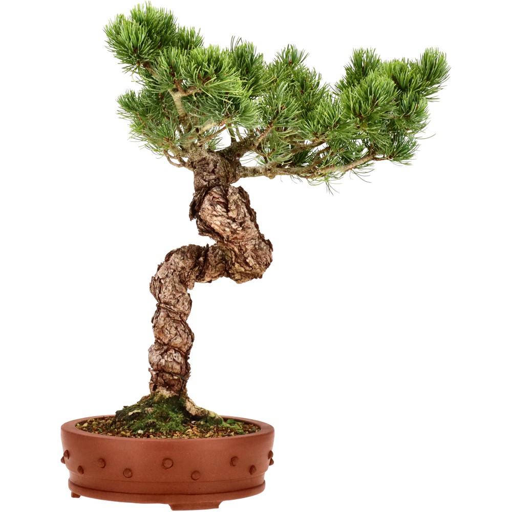 Japanese white pine, approx. 18 y. (39 cm)