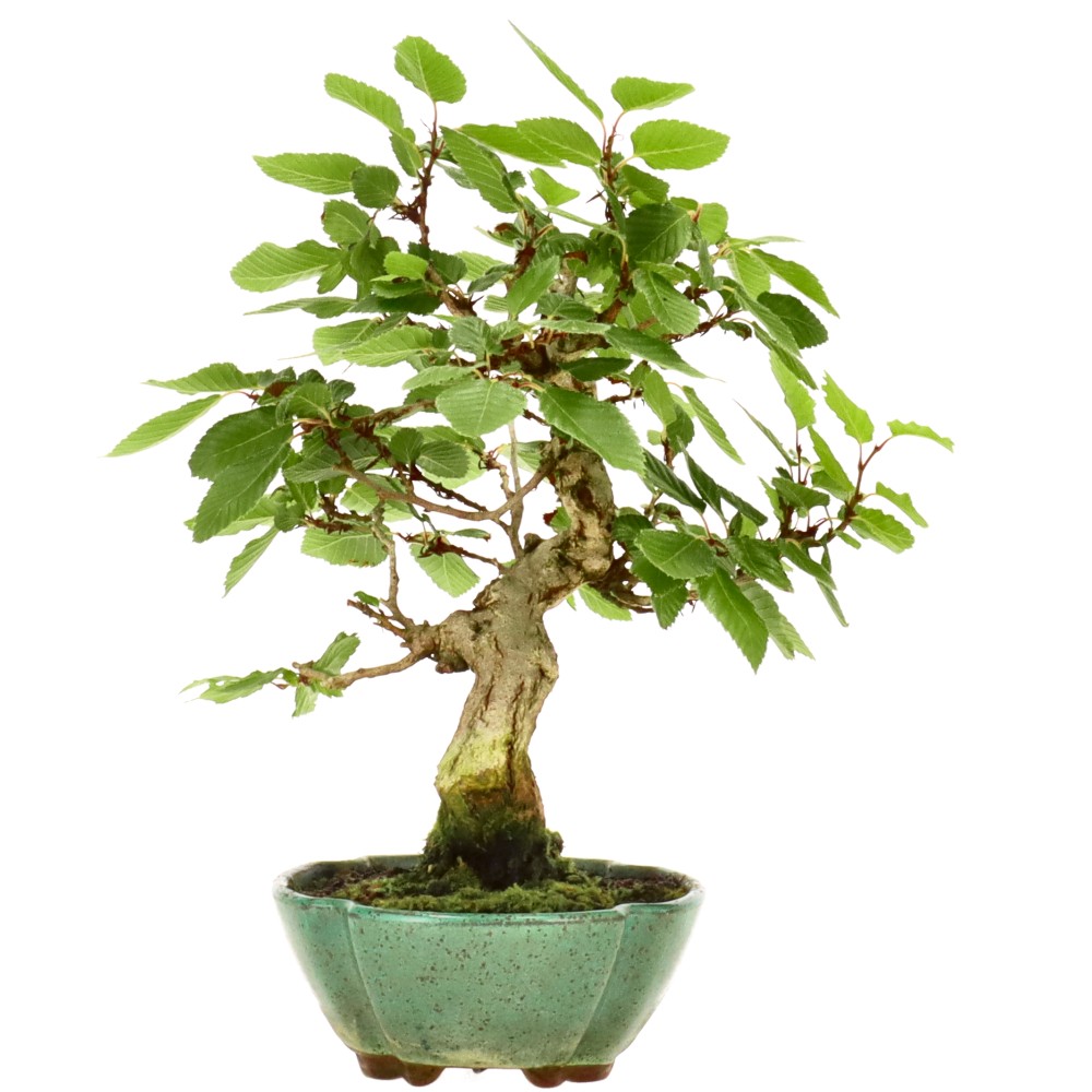 bonsai.fallbackImageTitle bonsai.fallbackImageTitle