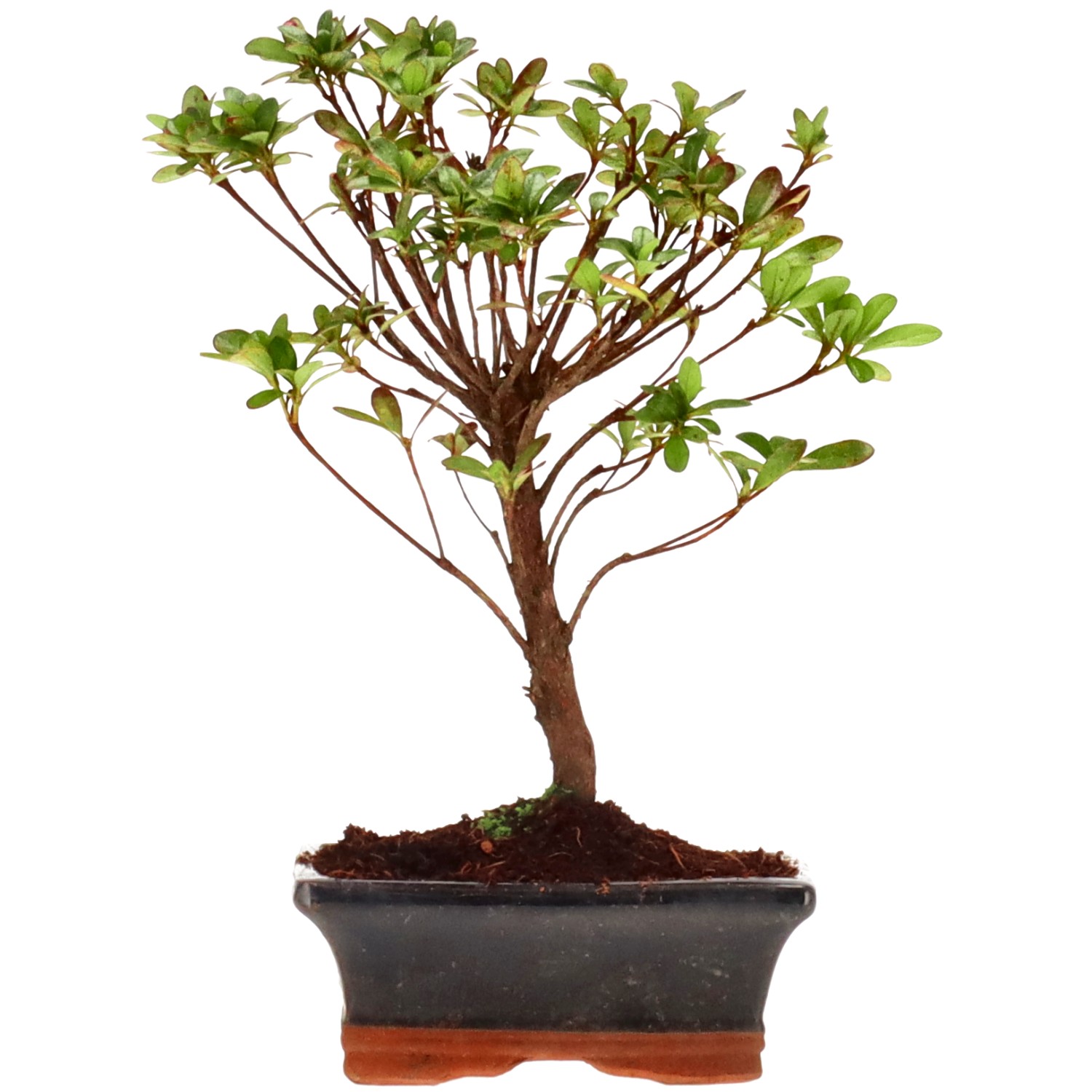 Azalea giapponese (Osakazuki), ca. 7 anni (24 cm)