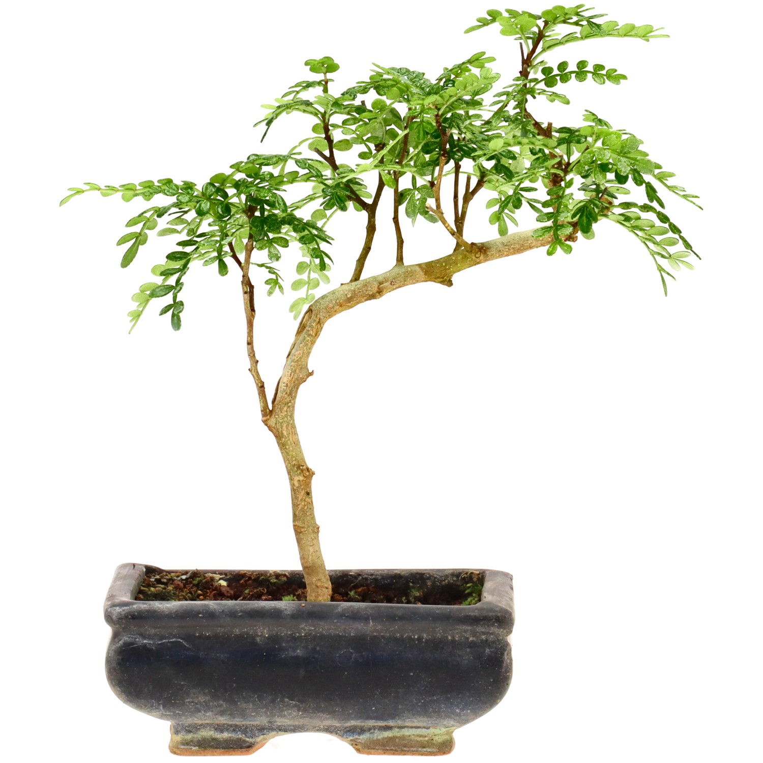 Pimienta de Sichuán, aprox. 7 años (20 cm)