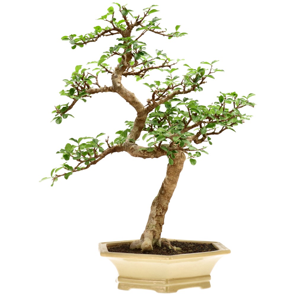 Acérola, env. 25 ans (60 cm)