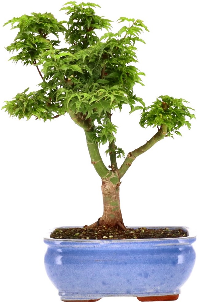 [A005] Acer palm. Shishigashira, env. 12 ans