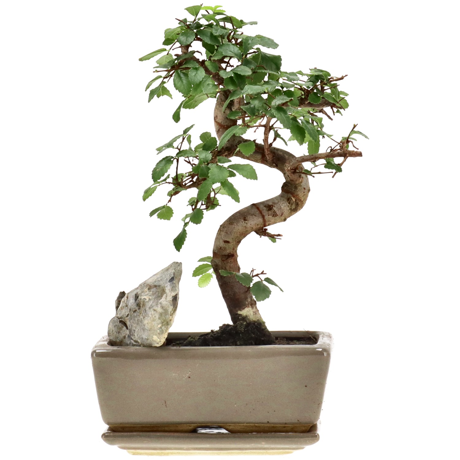 Chin. Ulme, mU., ca. 8 J. (22 cm)