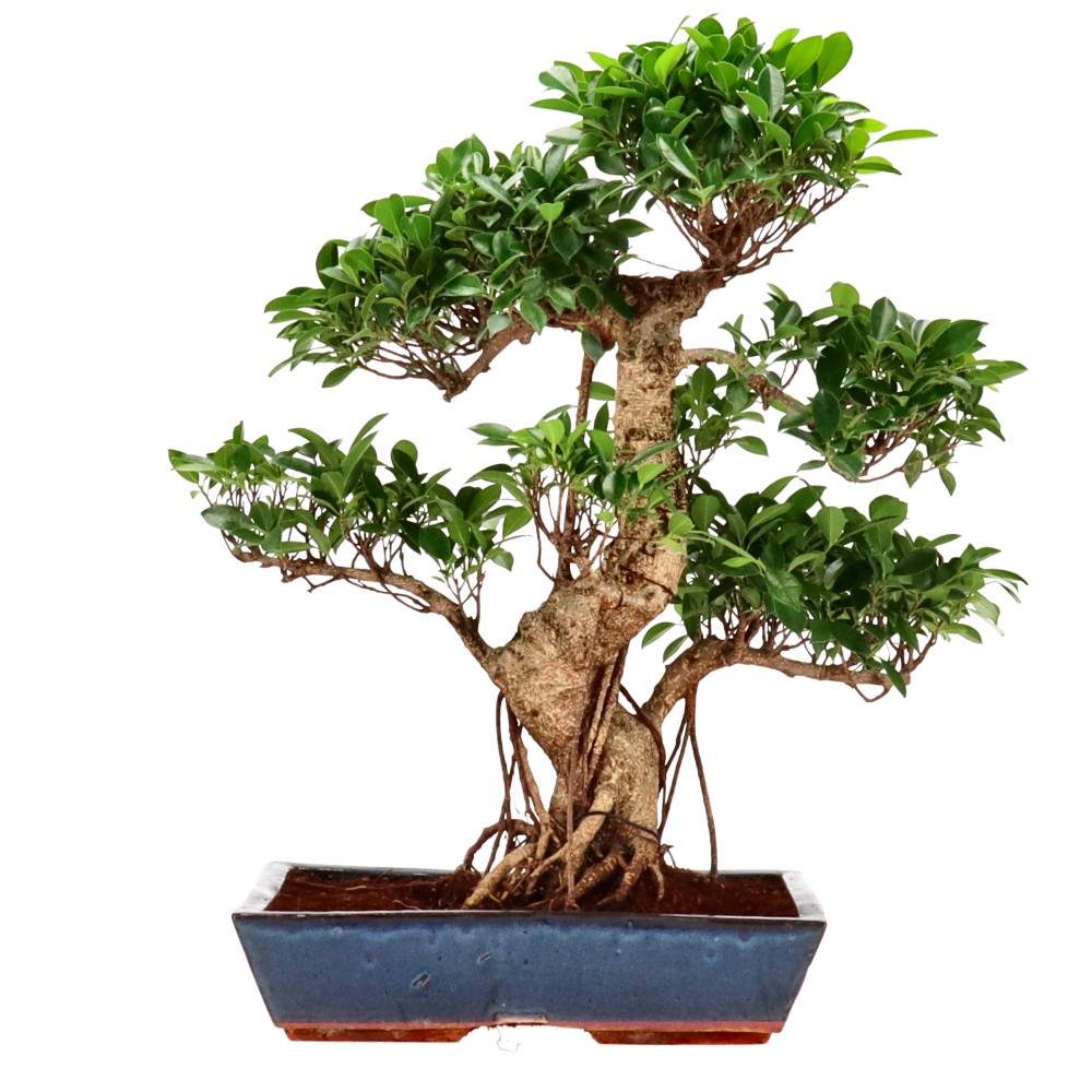 bonsai.fallbackImageTitle