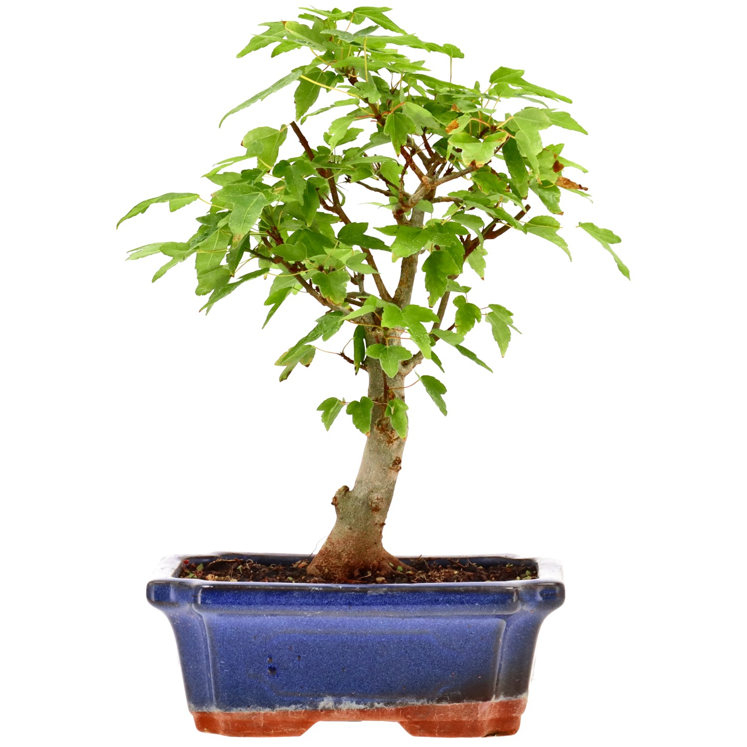 Érable trident, env. 7 ans (24 cm)