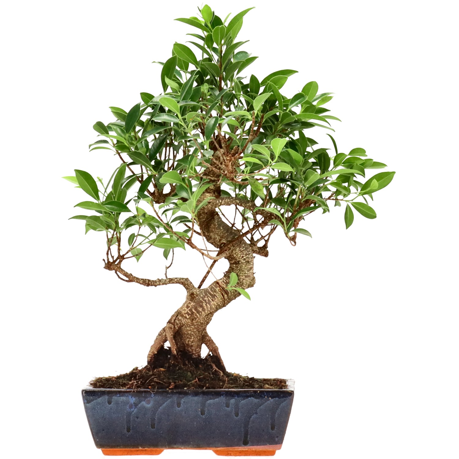 Ficus Retusa, ca. 14 anni (42 cm)