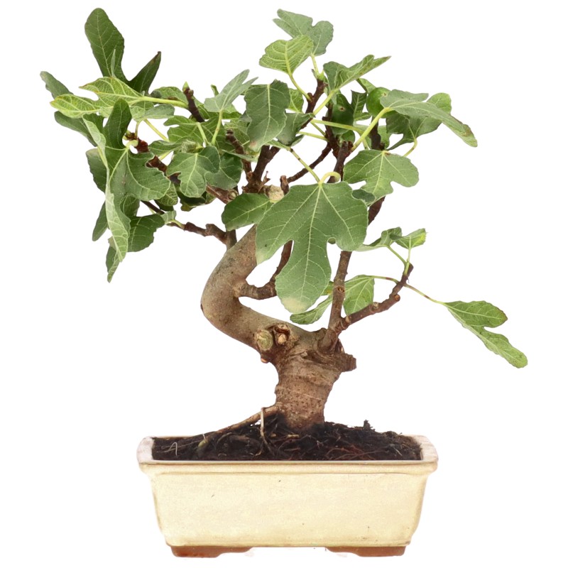 Fruchtfeige, ca. 10 J. (26 cm) bonsai.fallbackImageTitle