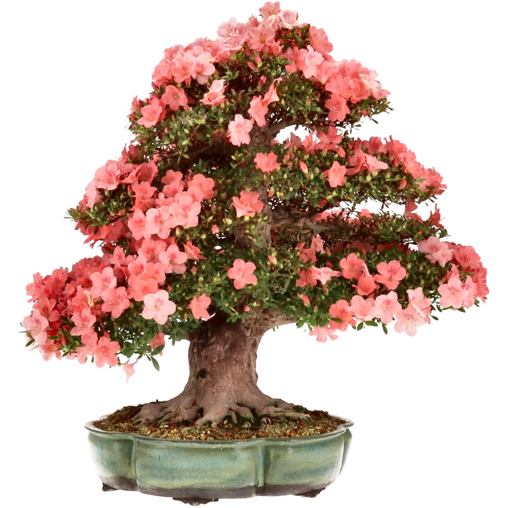 Azalea japónica, aprox. 60 años (74 cm)