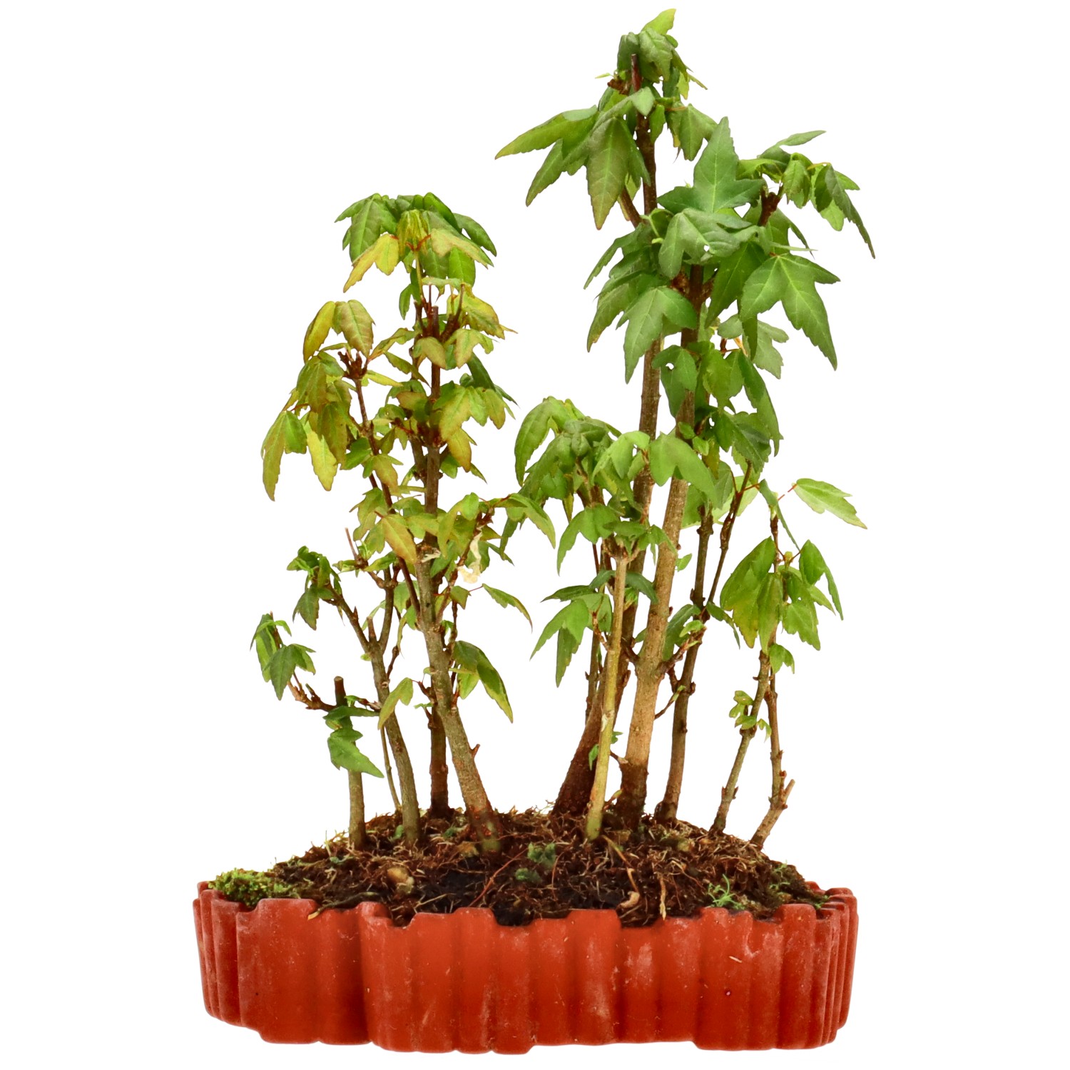 Érable trident, env. 3 ans (20 cm)