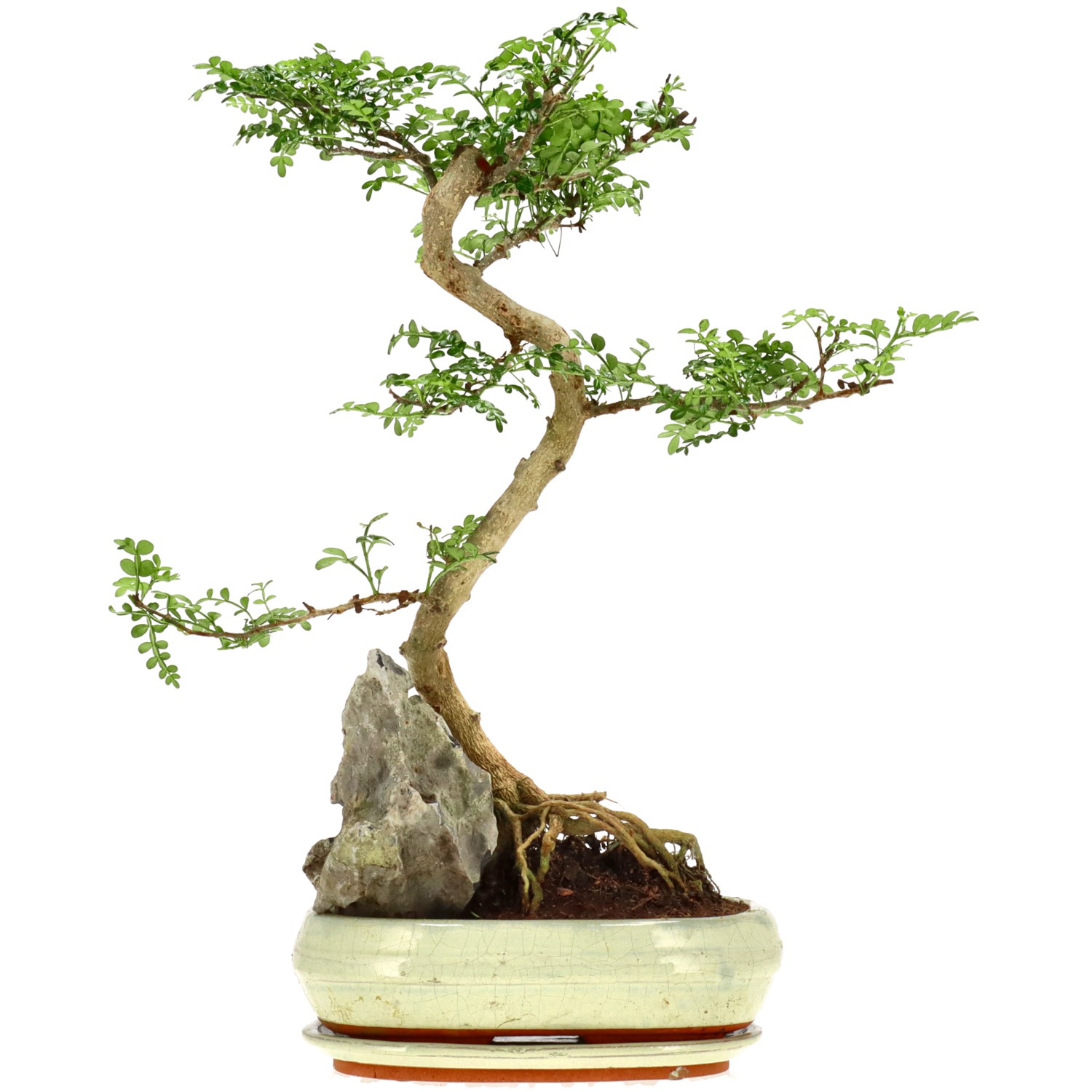 Japanse peperboom, ca. 12 j. (45 cm)