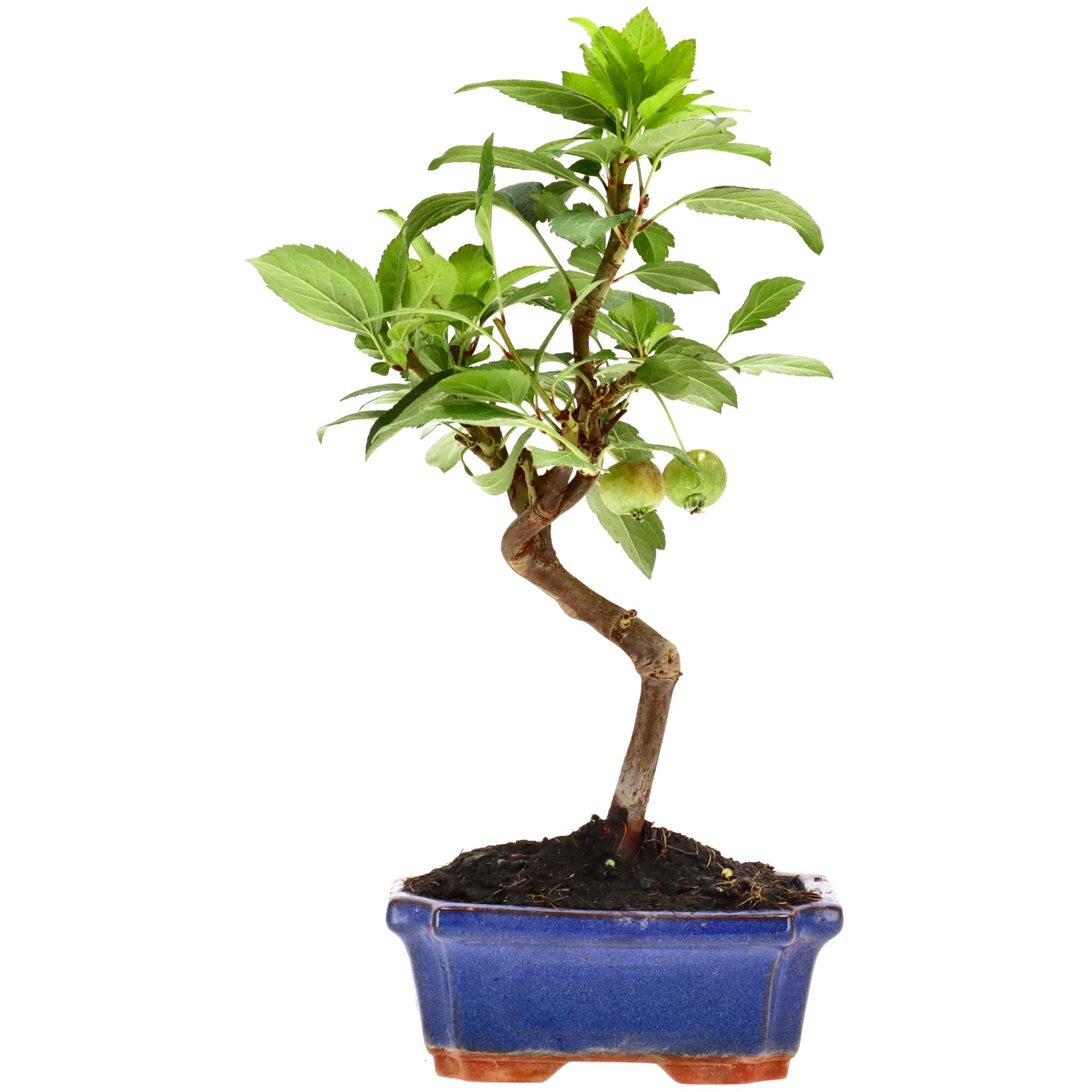 Manzano silvestre, aprox. 7 años (26 cm)