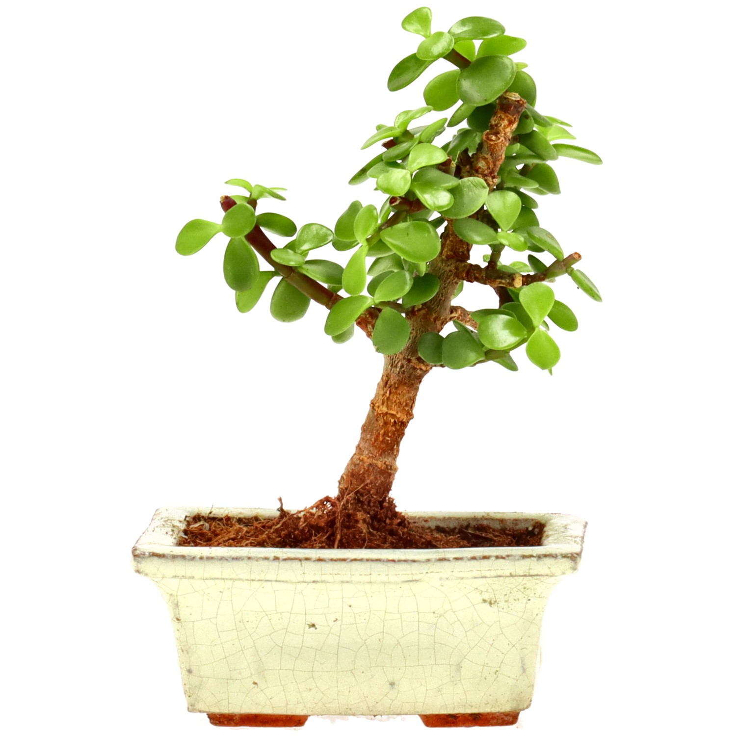 Jadebaum, ca. 5 J. (14 cm)