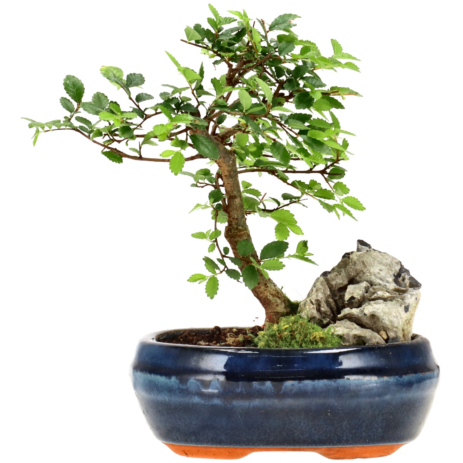 Orme de Chine, env. 6 ans (17 cm)