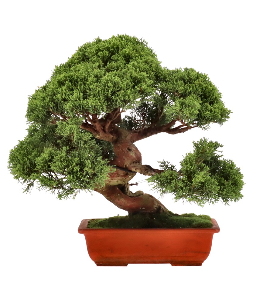 bonsai.fallbackImageTitle bonsai.fallbackImageTitle