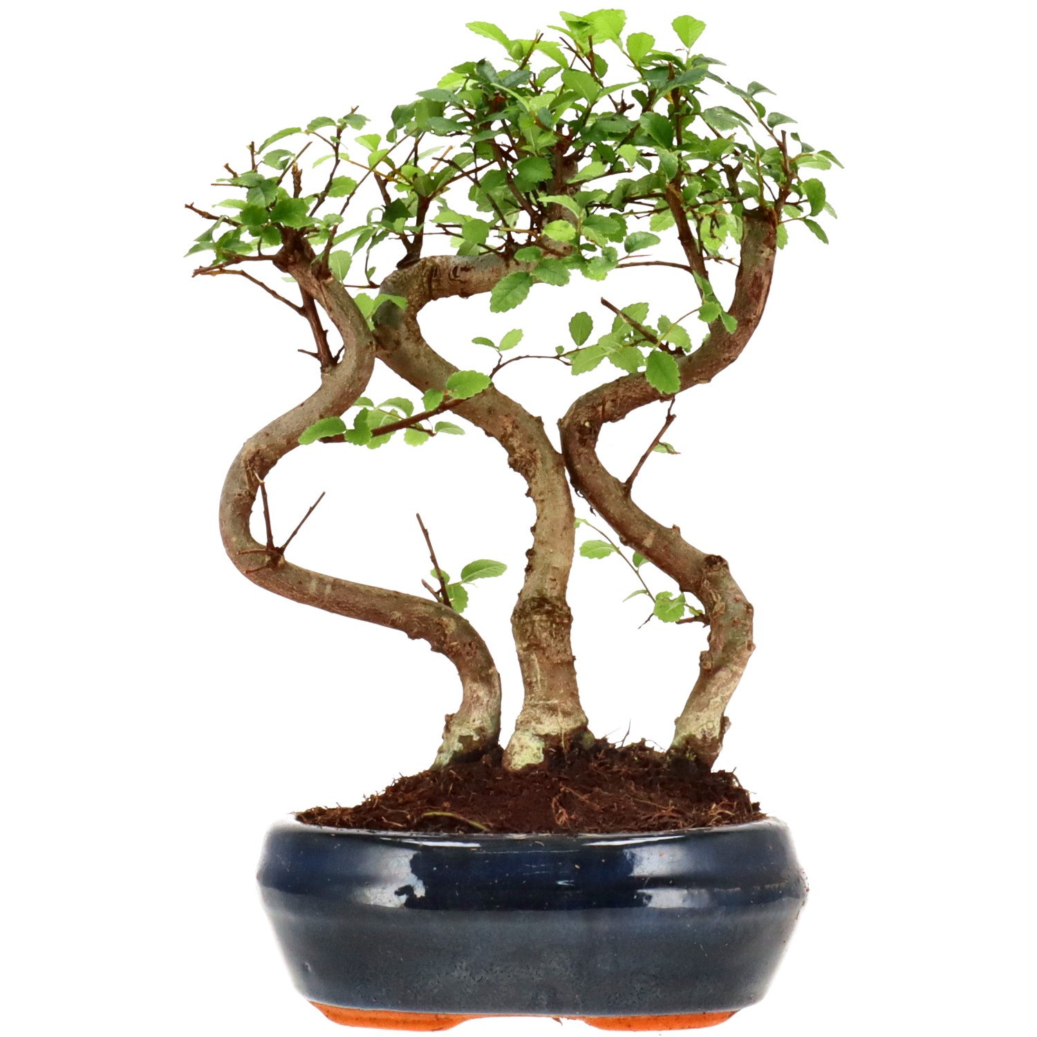 Chin. Ulme, ca. 6 J. (23 cm)