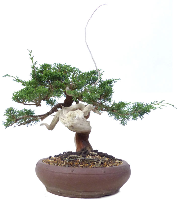 bonsai.fallbackImageTitle bonsai.fallbackImageTitle