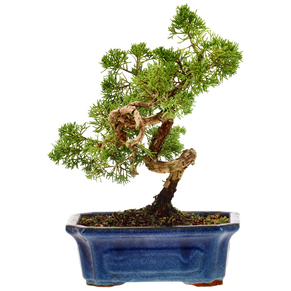 Chin. Wacholder, ca. 10 J. (27 cm)