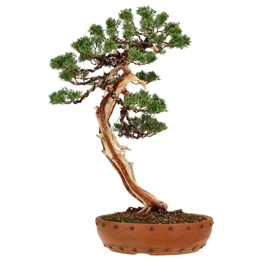 bonsai.fallbackImageTitle